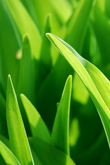 Obraz premium Close up of green leaf as a nice background