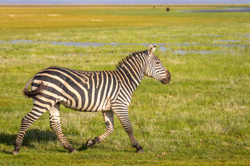 Fototapeta na wymiar Plains zebra, equus quagga, equus burchelli, common zebra, Amboseli national park, Kenya.