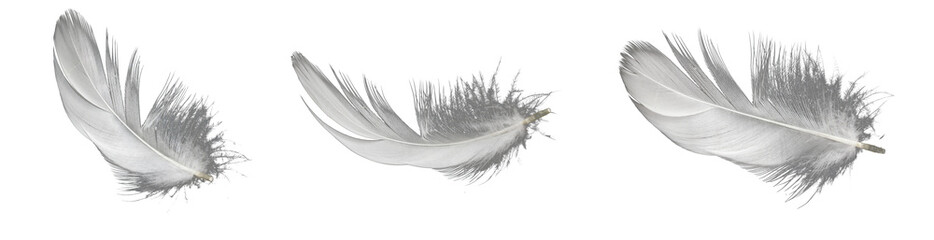 white feather of a goose on a transparent isolated background. png