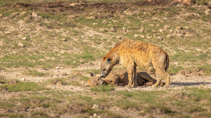 Two spotted hyena (Crocuta crocuta) resting, Amboseli National Park, Kenya.