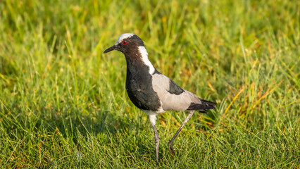Blacksmith lapwing or plover (Vanellus armatus) in a wetland, Amboseli National Park, Kenya.