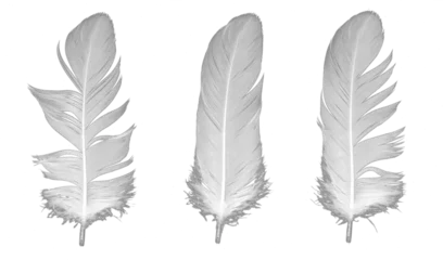 Foto op geborsteld aluminium Veren white feather of a goose on a transparent isolated background. png