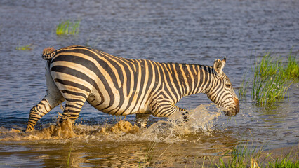 Fototapeta na wymiar Plains zebra, equus quagga, equus burchelli, common zebra running in the water, Amboseli national park, Kenya.