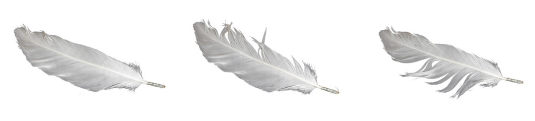 white goose feathers on a transparent isolated background. PNG

