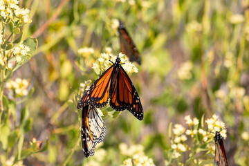 Monarch Butterfly on Yellow Wildflowers in Florida