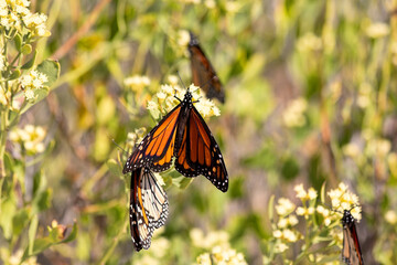 Monarch Butterfly on Yellow Wildflowers in Florida
