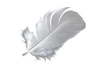 white goose feathers on a transparent isolated background. PNG

