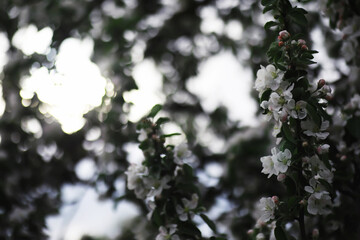 White flower on the tree. Apple and cherry blossoms. Spring flowering.