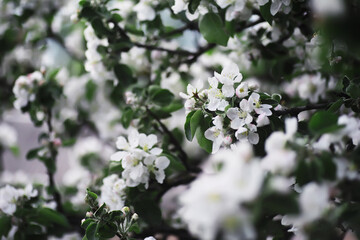 White flower on the tree. Apple and cherry blossoms. Spring flowering.