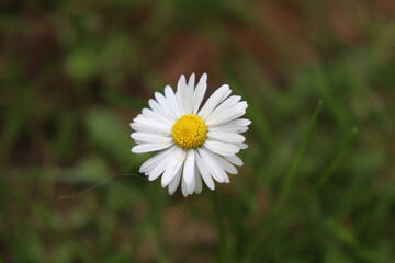 Gänseblümchen, Blume, Garten, Natur, Sommer © Sren