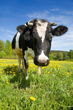The adult black-and-white cow stands on a green meadow with yellow flowers and looks in a shot