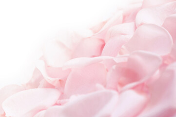 Fototapeta na wymiar Abstract background of fresh pink rose petals