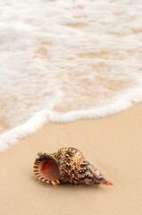 Fototapeta na wymiar Seashell and ocean wave on sandy tropical beach