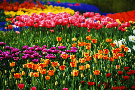view of colorful Tulips in the farm