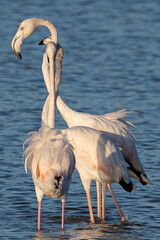 Phoenicopterus roseus is a red flamingo common in aiguamolls emporda girona spain