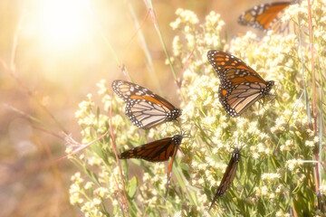 Soft Glow of Monarch Butterflies on Yellow Wildflowers