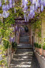 small aisle with flowers and old architecture in granada Spain