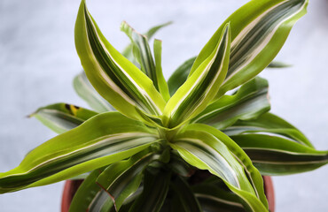Obraz premium Close up of a Song of India houseplant in a pot on a gray background Beautiful houseplant in pot on dark background with copy space 