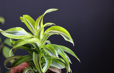 Close up of a Song of India houseplant in a pot on a gray background Beautiful houseplant in pot on dark background with copy space 