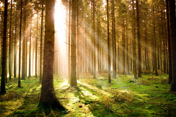 Fototapeta na wymiar Sun rising over a pine forest.