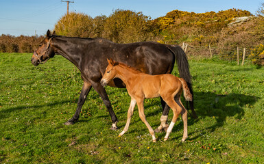 A young foal and its mum in a field in Anglesey
