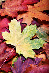 Naklejka na ściany i meble Leaves of autumn