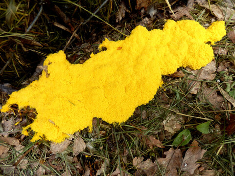 Vivid yellow Fuligo septica (Scrambled Egg Slime Mould, Flowers of Tan or Dog Vomit Slime Mould) growing on a pile of wood chippings
