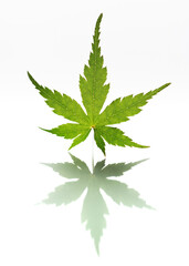 canadian maple leaf highlighted on a white background with reflection