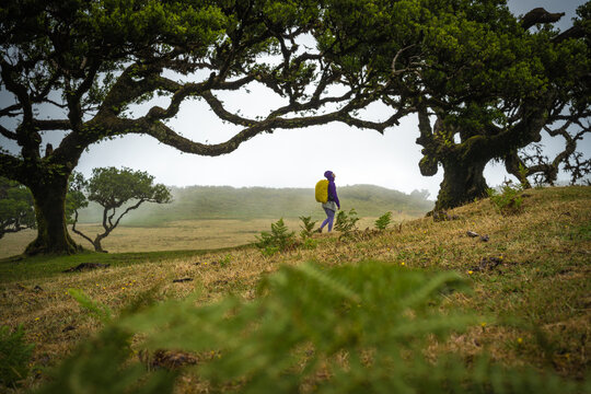 Low angle view of a woman walking under laurel trees in an open field.  Fanal Forest, Madeira Island, Portugal, Europe.
