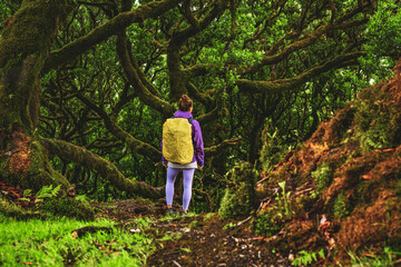 Naklejka na ściany i meble Backpacker woman looking at mossy treetops of old laurel trees in laurel forest. Fanal Forest, Madeira Island, Portugal, Europe.