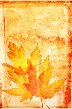 Grunge background with autumn maple leaves