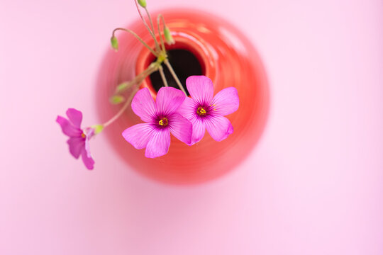 Spring Flowers Concept Photo, &Uuml;sk&uuml;dar Istanbul, Turkey (Turkiye)