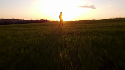 sunset over the field. sunset in a wheat field in spring. green wheat field at sunset. a field of young wheat