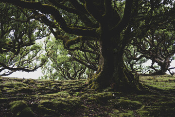 Low angle view of a huge, mystical looking, mossy Eldar laurel tree in the laurel forest. Fanal Forest, Madeira Island, Portugal, Europe.