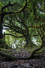 Low angle view of foliage covered forest floor with a huge mystic looking green mossy Eldar laurel tree in laurel forest. Fanal forest, Madeira Island, Portugal, Europe.