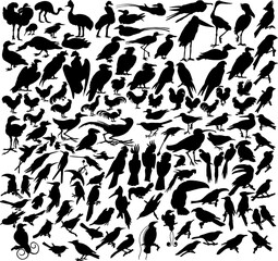 Vector illustrations black silhouettes birds on white