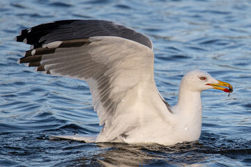 Larus michahellis is a mediterranean seagull common in aiguamolls emporda girona spain