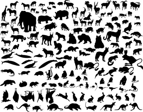Big collection of different illustration vector animals