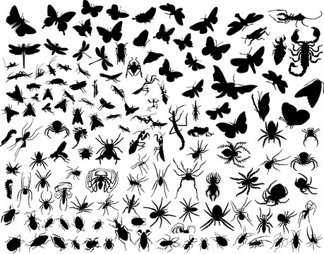 Big collection of different vector insects silhouettes