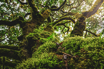 Low angle view of a mossy trunk of a mystical looking green Eldar laurel tree in laurel forest. Fanal forest, Madeira Island, Portugal, Europe.