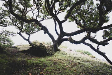 View of a large deer-like loorber tree looking off the hill into the distance. Fanal Forest, Madeira Island, Portugal, Europe.