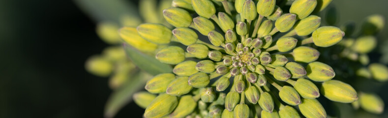 The Yellow Symphony: An Up-Close Look at Rapeseed Blossoms