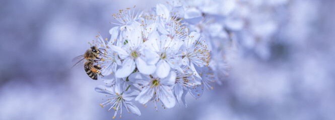 Buzzing Beauty: A Close-up of a Bee on a Fruit Tree Blossom