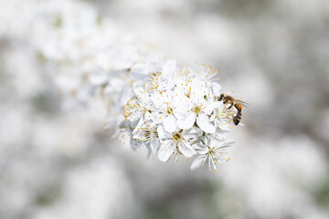 Sweet Nectar: A Bee Gathering Pollen from a Fruit Tree Bloom