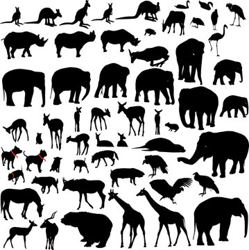 Lots of Animal vector silhouettes