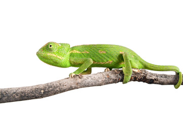 green chameleon on a branch isolated on white