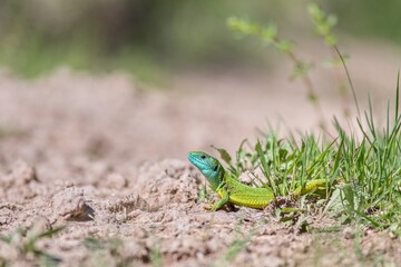 Naklejka na ściany i meble European green lizard (Lacerta viridis) emerging from the grass exposing its beautiful colors