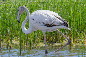 Obraz premium Phoenicopterus roseus is a red flamingo common in aiguamolls emporda girona spain