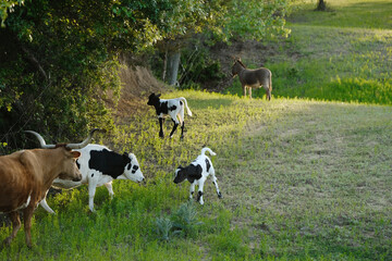 Calves and cows as eclectic cattle herd on beef farm in Texas green spring field.