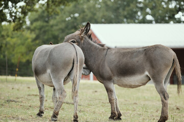 Naklejka na ściany i meble Pair of cute mini donkey friends on Texas farm during summer in field closeup.